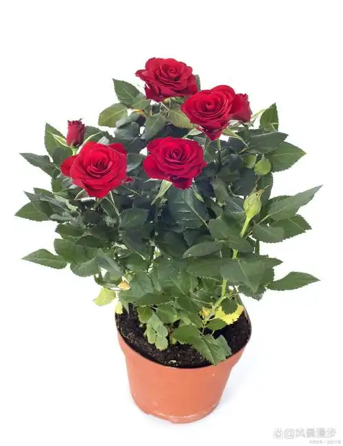 玫瑰花盆栽种植方法 玫瑰花是人们非常喜爱的花卉,玫瑰花盆栽是一种