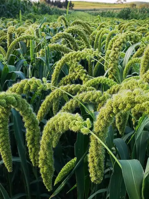 沉甸甸的谷穗,展现出一派丰收景象.