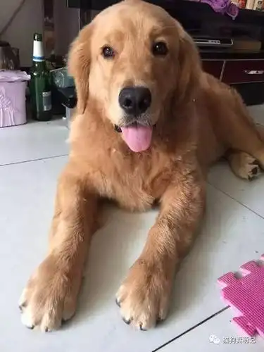 七个月大的金毛犬长到了七十斤,主人表示很无奈!