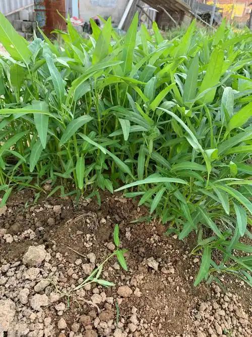 水培空心菜的种植方法_冬天空心菜种植方法_空心菜种植方法