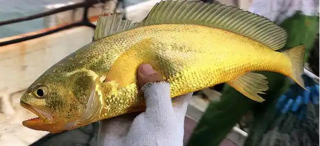 象山渔民捕获7斤野生大黄鱼一条鱼卖4万为什么这么贵