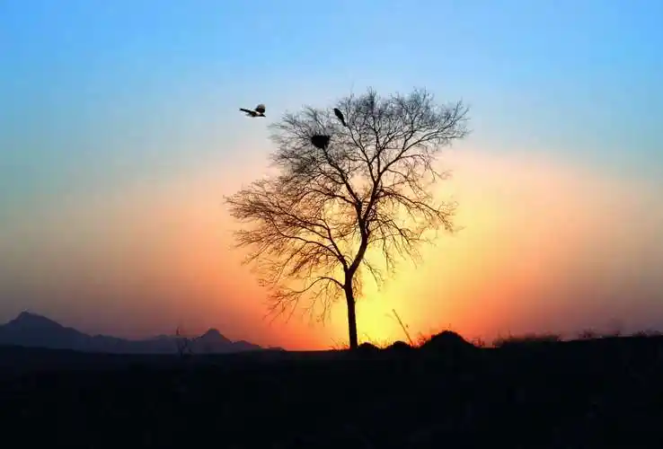 夕阳西下鸟归巢