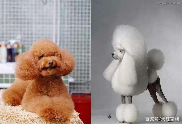 泰迪犬(贵宾犬)品系区别有哪些,泰迪犬的历史有什么?