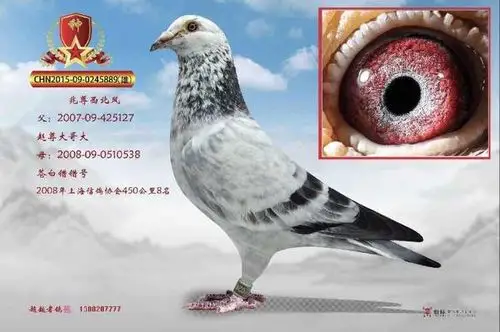 四川超越者鸽苑