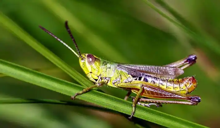 东非蝗灾蔓延至南亚是谁吹响了几千亿只蝗虫的冲锋号