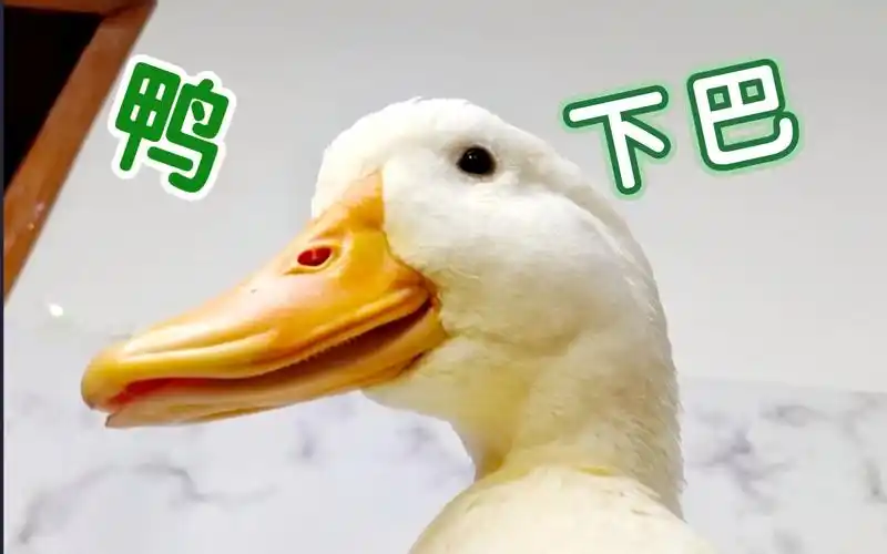 仰头,仔细看小鸭子的嘴巴结构!