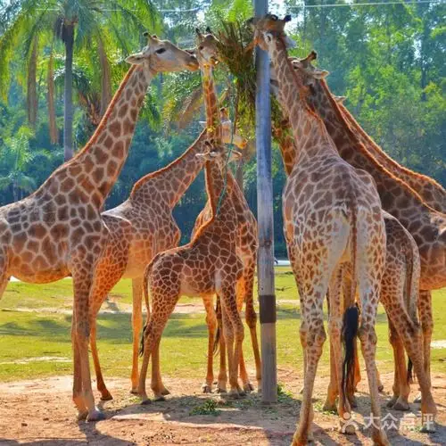 广州长隆野生动物世界图片-北京动物园-大众点评网