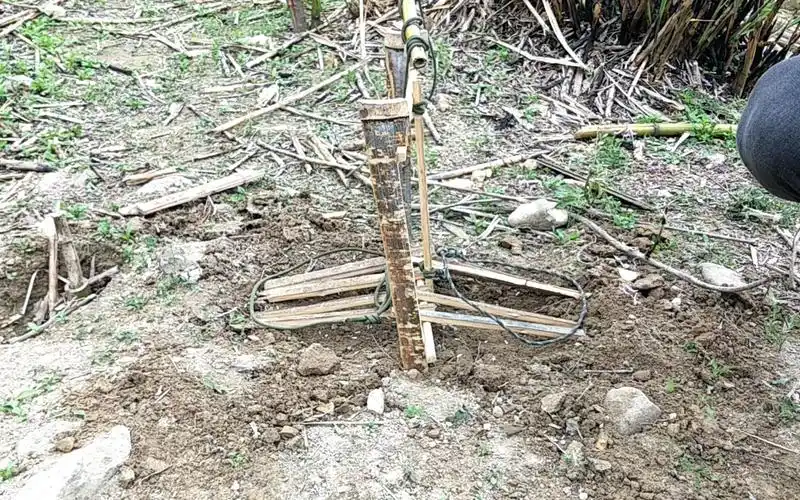 原始捕猎技术——经典的"双飞"吊脚套,斑鸠,野鸡类飞禽的克星