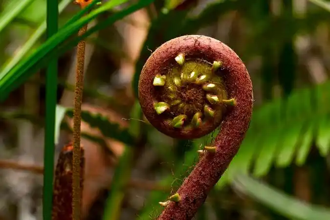 野生蕨菜乌毛蕨