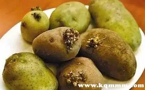 不能吃的土豆照片土豆什么样不能吃图片