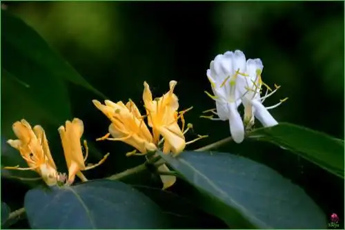 展开全部 金银木 也叫金银忍冬