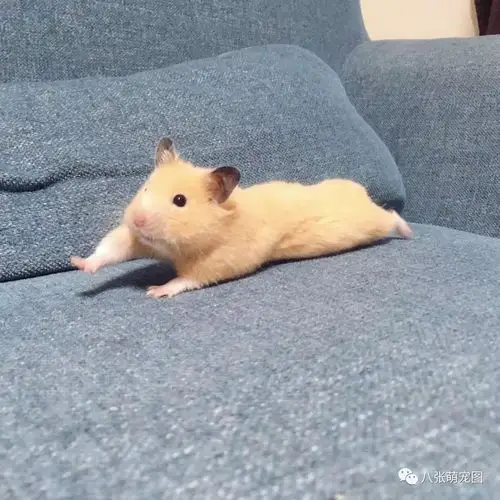 仓鼠都开始平板支撑了,你居然还在吃吃吃!