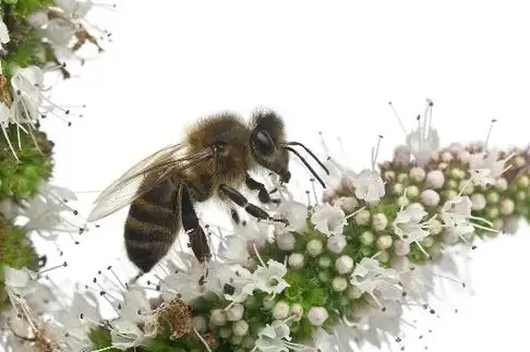 土法养蜂,发现工蜂产卵怎么办?老蜂农告诉你怎么处理