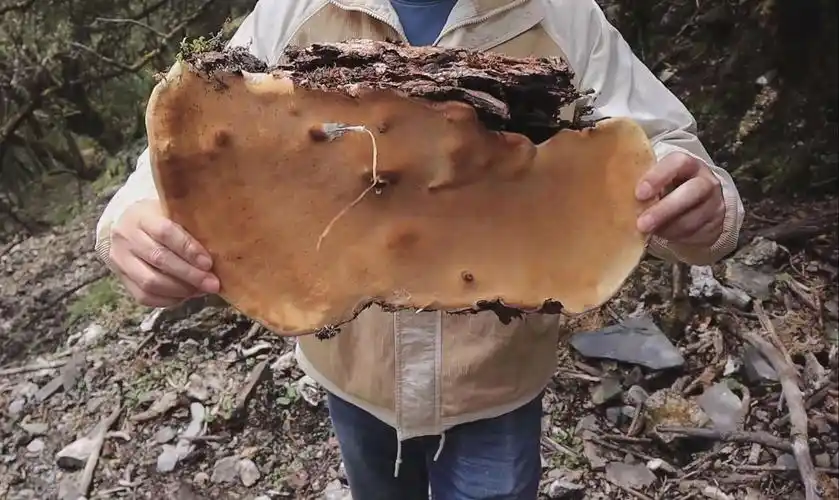 采到菌子捡到牛头非常棒