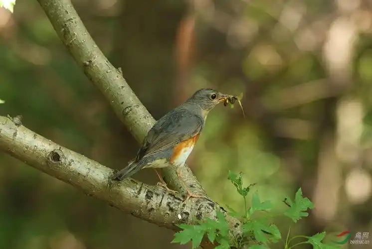 哺育幼鸟的灰背鸫