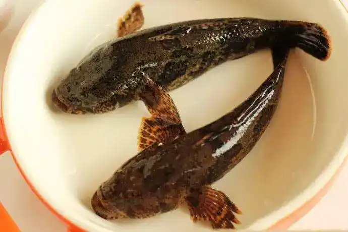 苏州的塘鳢鱼每年菜花盛开期间最为肥壮今年卖到百元一斤