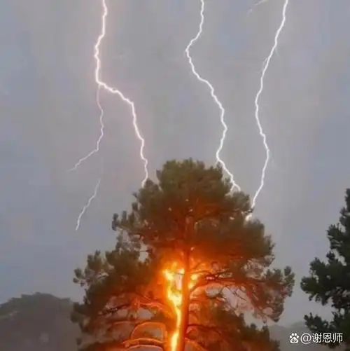 风雨雷电:看这棵大树遭遇雷电爆击,树皮烧黑成片脱落,场景不容乐观!