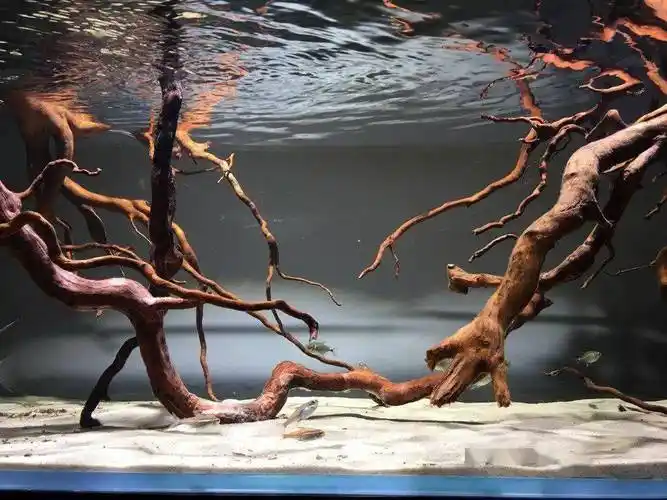 120cm开缸日记神仙鱼的清爽原生风格造景