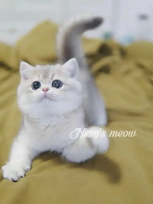 我梦寐以求的蓝金种公,携长携紫金自己繁育的猫真香#蓝金渐层  #上海