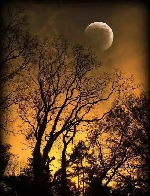 秋夜 难眠 (散文)