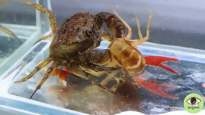 螃蟹vs小龙虾,螃蟹大战小龙虾,小龙虾的被螃蟹的钳子大卸八块-动物