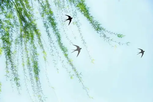 《燕子》(题图)