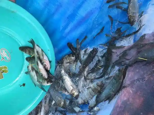 今日吉林市松花湖进入"大量鱼苗"|松花江|淡水鱼_网易订阅