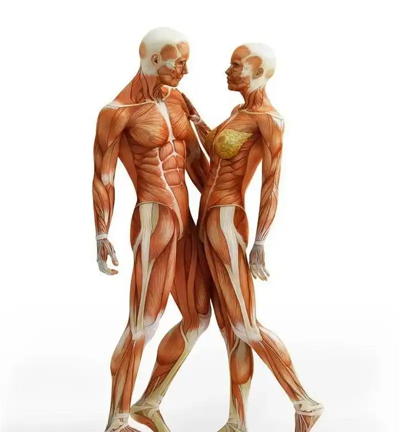 人类生殖器官,为何男女形状这么互补,如果我说是计算机设计好的,你信