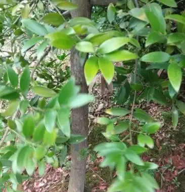 窄叶竹柏6cm以上23米