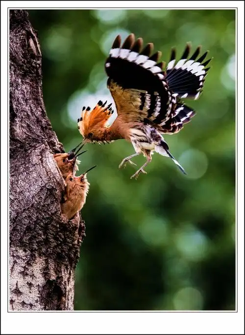 辛苦的戴胜妈妈  戴胜在给小鸟喂食