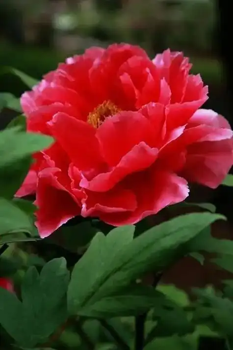 国色天香牡丹花 ,花开富贵好运来 - 抖音