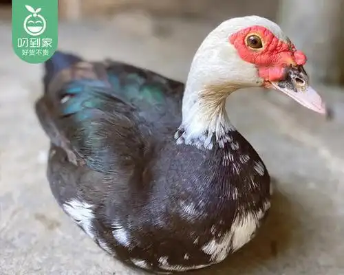 漳州红脸黑羽老番鸭/半只(750-900g)