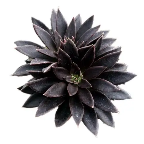 瀚明鑫多肉 黑美人 单头群生 云南精品多肉植物