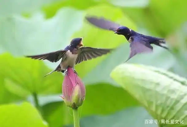 关于燕子的诗句( 关于燕子的诗句小学 )