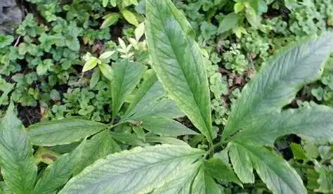 独角莲能治癌症吗 独角莲治疗癌症用量