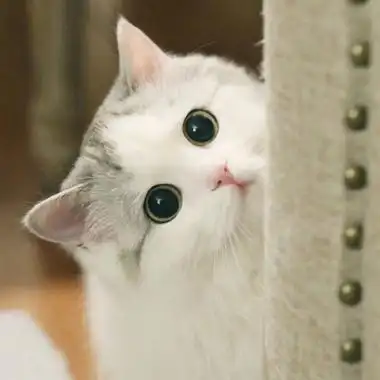 布偶猫头像高清呆萌美颜布偶猫图片