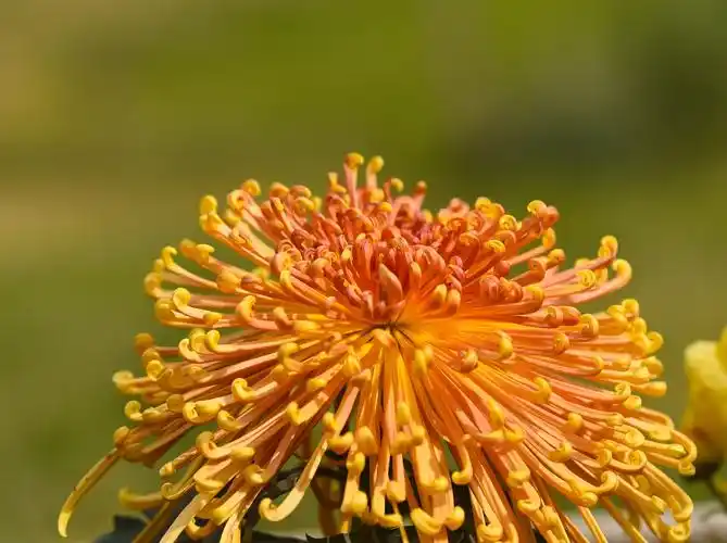 秋色渐浓,菊花正艳