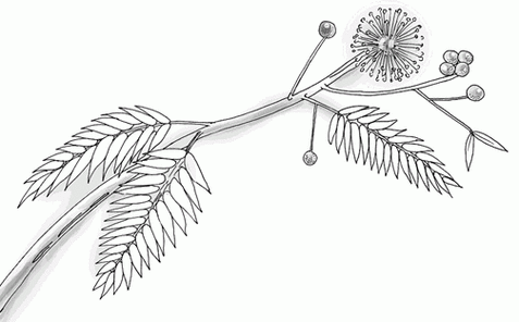 含羞草简笔画图片含羞草儿童绘画作品图集