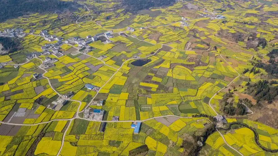 贵州安顺:菜花飘香田园美|西秀区|安顺市|花田_新浪新闻