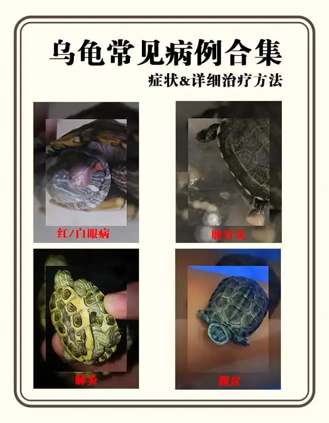 乌龟常见病,不知道的抓紧收藏起来吧!#知识科普 #龟宠 #养 - 抖音