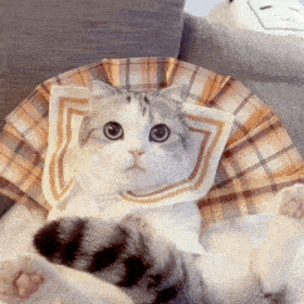 网红猫咪泡芙表情包十八