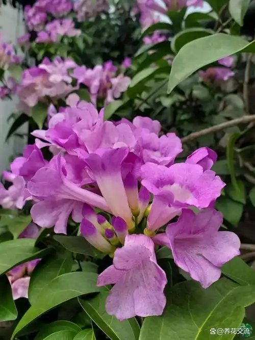 每年都拼了命开花的蒜香藤,花量超多,不考虑一下么?