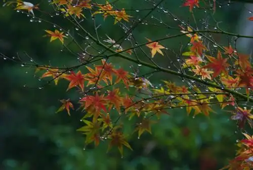 秋雨的诗句秋雨绵绵的唯美诗句