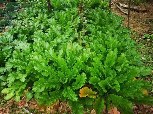 这是九头芥菜,这个菜有很多头.