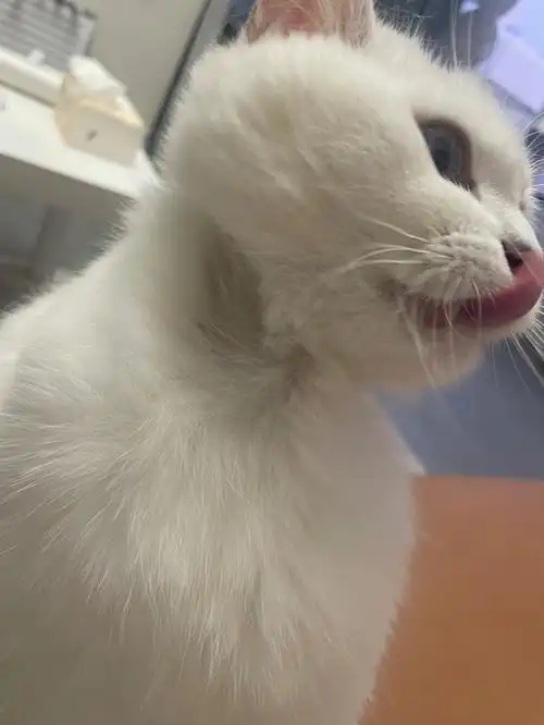 我的猫秃了是怎么回事啊