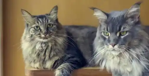 缅因猫和长毛狸花猫傻傻分不清我来教会你方法