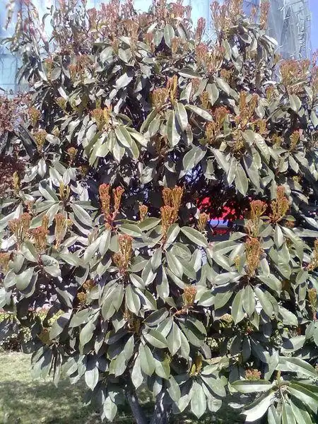 20 07:12  提问者采纳 法国冬青 别    称  日本珊瑚树,珊瑚树,早乔树