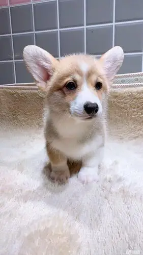 家养双血统小短腿