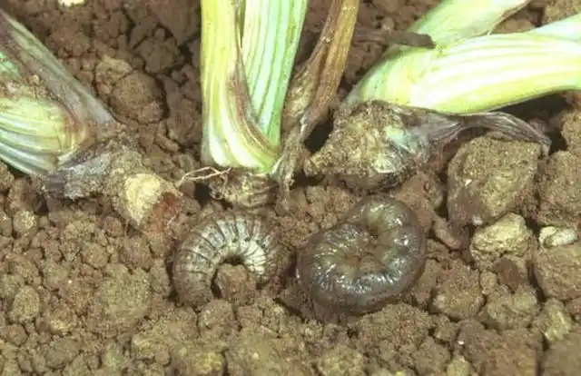 玉米地生虫子,名叫"地老虎",巧用3妙招,轻松灭害虫