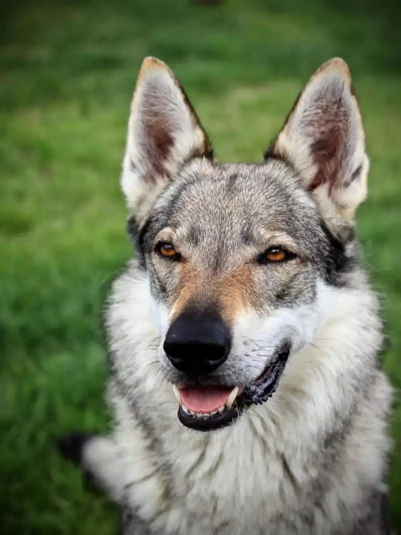 关于近期有老铁问捷克狼犬的售价是多少?